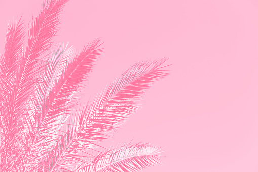 Pink Palm Tree Leaves Background Sunlight Summer Spring Tropical Pretty Pattern Funky Palm Frond Sky Copy Space