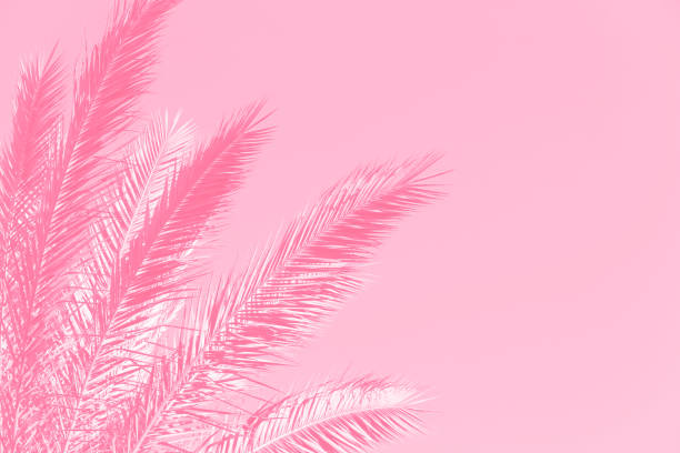 Pink Palm Tree Leaves Background Sunlight Summer Spring Tropical Pretty Pattern Funky Palm Frond Sky Copy Space Pink Palm Tree Leaves Background Sunlight Summer Spring Tropical Pretty Pattern Palm Frond Sky Copy Space for presentation, flyer, card, poster, brochure, banner pop art photos stock pictures, royalty-free photos & images