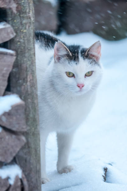 chat blanc caché près d’un tas de bois en hiver - louveteau gris photos et images de collection