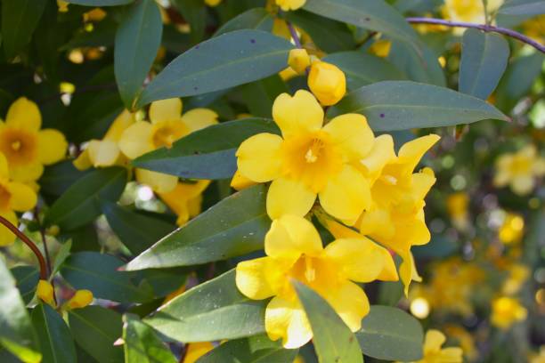 Yellow Jessamine in Bloom Beautiful yellow Jessamine in bloom. gelsemium sempervirens stock pictures, royalty-free photos & images