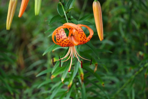 istock Orange Tiger Lily Flowers 1370026644