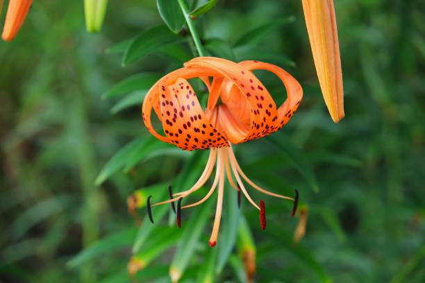 istock Orange Tiger Lily Flowers 1370026712