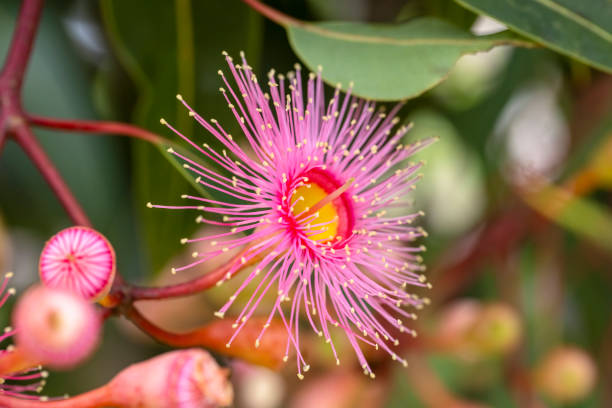 istock Beautiful Gum Tree flower and buds, background with copy space 1370026995