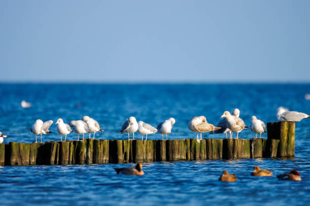 istock many seagulls standing side by side on a groyne at the baltic sea 1370027181