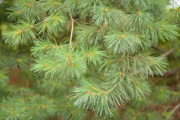 Pinus strobus tree branches tree in canada park Pinus strobus tree branches tree in a forest pinus wallichiana stock pictures, royalty-free photos & images