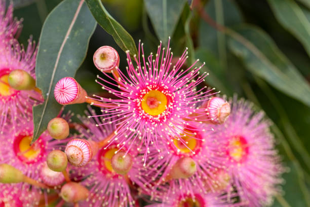 istock Beautiful Gum Tree flowers and buds, background with copy space 1370029087