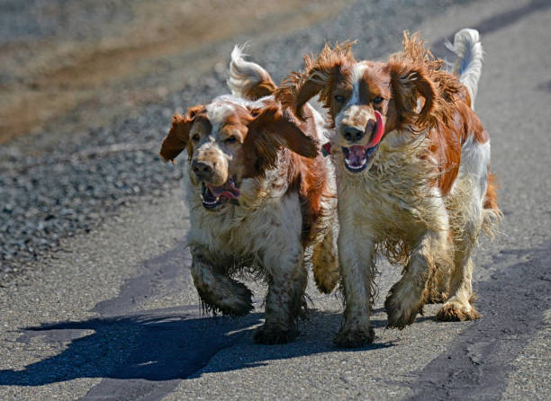 istock Two Happy Muddy Welsh Springer Spaniels 1370029343