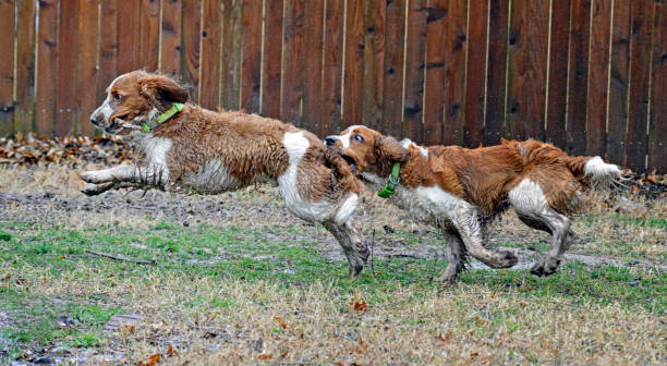 Two Muddy Welsh Springer Spaniels Playing Chase stock photo