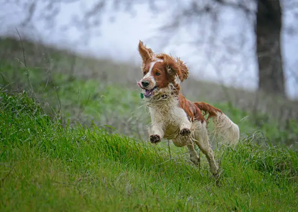 Wet, happy, muddy Welsh Springer Spaniel dog running sideways  down a grassy hillside trail.