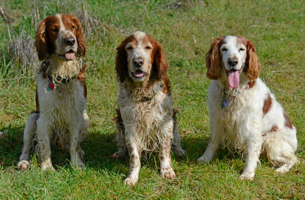 istock Three Wet Muddy Welsh Springers Spaniels Posing After Hiking 1370029942