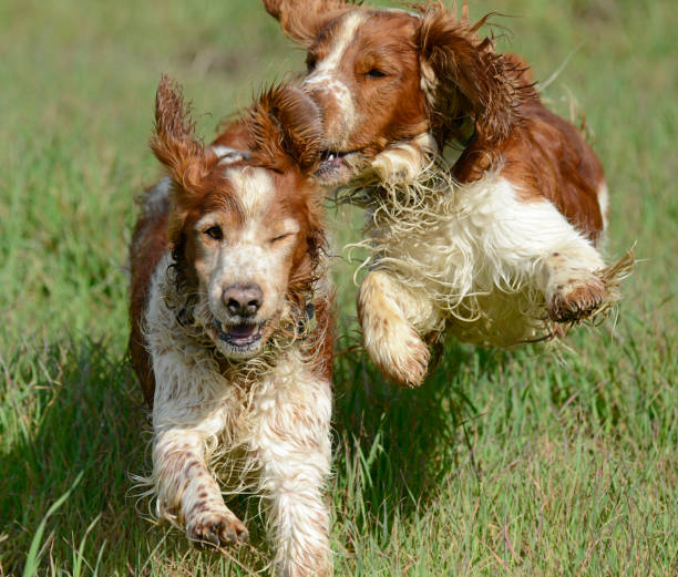 istock Two Muddy Welsh Springer Spaniels Playing in Long Grass 1370029948