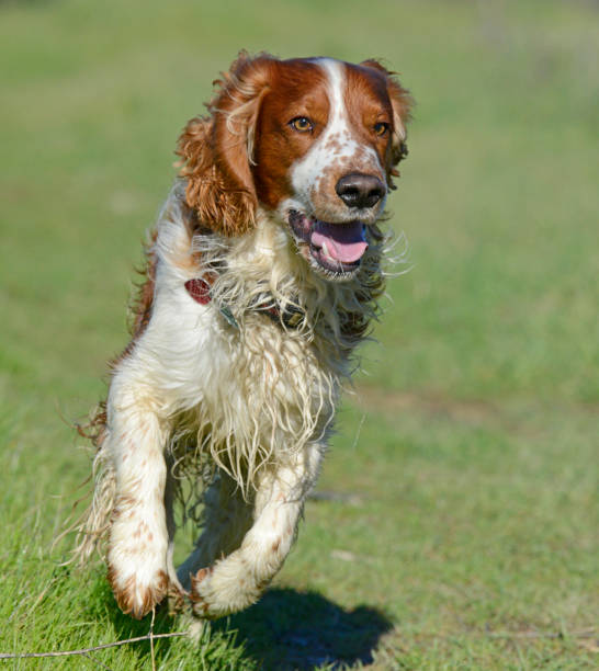 istock Young Happy Muddy Welsh Springer Spaniel Dog Running 1370029968