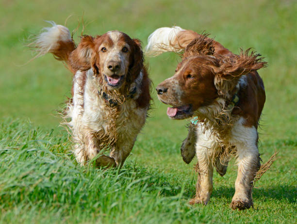 istock Two Happy Muddy Welsh Springer Spaniels 1370029997
