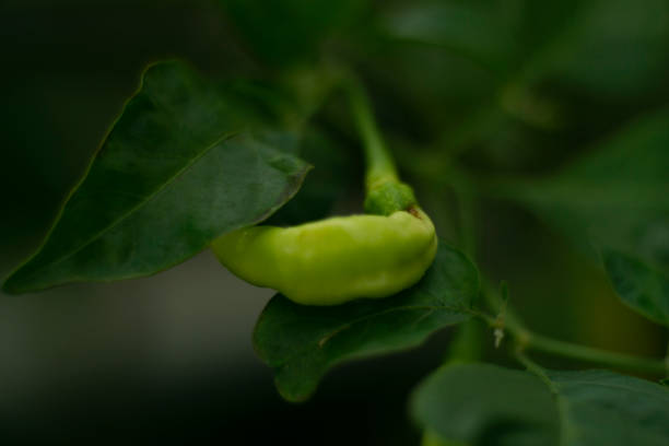 istock The Green Chili 1370030084