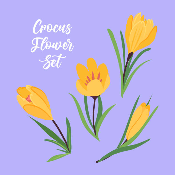 ilustrações, clipart, desenhos animados e ícones de conjunto de vetor de flor de açafrão amarelo. isolado no fundo violeta. ilustração plana da primavera. elemento botânico fofo - crocus violet flower purple