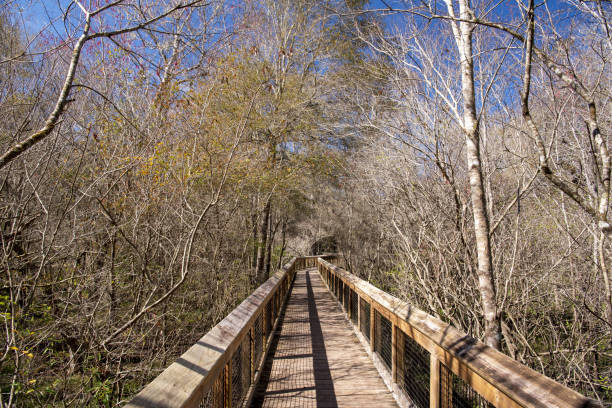istock Straight boardwalk through mostly leafless forest in winter, with curve in the distance 1370032249
