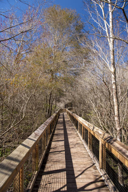 istock Straight boardwalk through mostly leafless forest in winter, with turn in the distance 1370032410