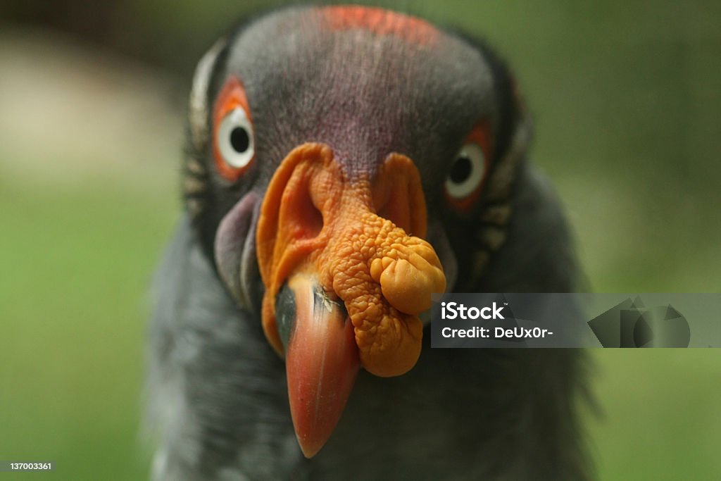 Weird Animal Stock Photo - Download Image Now - Animal, Animals In The Wild, Bird - iStock Weird Animal Stock Photo - Download Image Now - Animal, Animals In The Wild, Bird - iStock