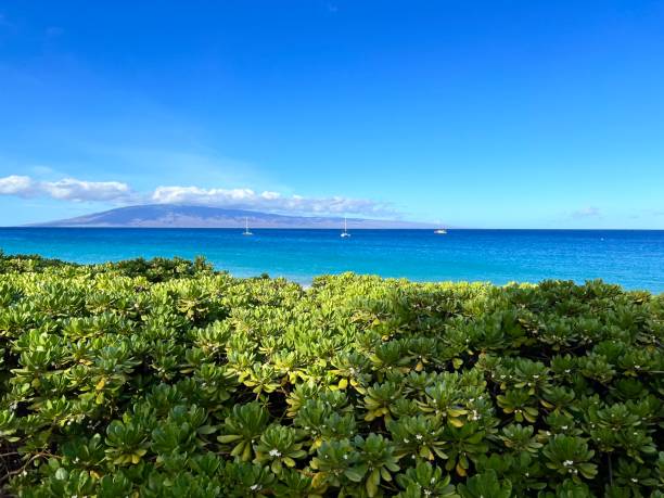 クリスタルブルーウォーター - pacific ocean tourist resort day reflection ストックフォトと画像