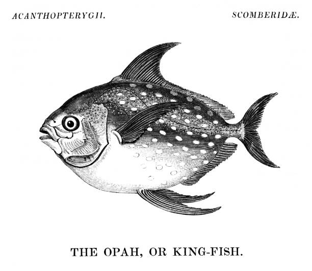 Opah Fish Design 50+ Opah Fish Illustrations, Royalty-Free Vector Graphics & Clip Art ...
