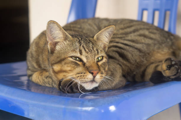 An adorable sad grey cat feeling sick or unwell is lying curled up on blue plastic chair.