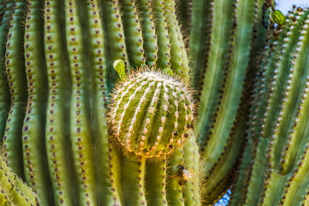 Cactus Ball Golden Torch Cactus Desert Botanical Garden Phoenix Arizona.