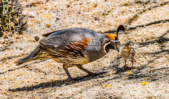 Gambel's Quail Giving Food to Chick Baby Desert Botanical Garden Phoenix Arizona