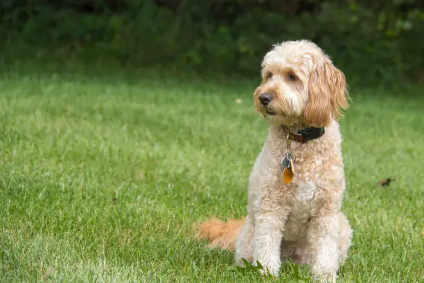 The Mini Goldendoodle F1b is a 1/4 Golden Retriever and 3/4 Mini Poodle cross. These dogs will have a higher success rate for non-shedding, and are recommended for families with children or severe allergies.