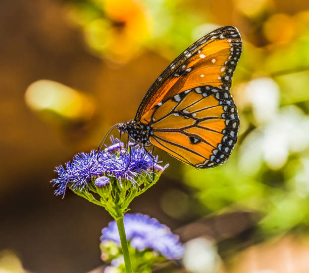 orange braun königin schmetterling blau billygoat unkraut - arizona wildlife stock-fotos und bilder
