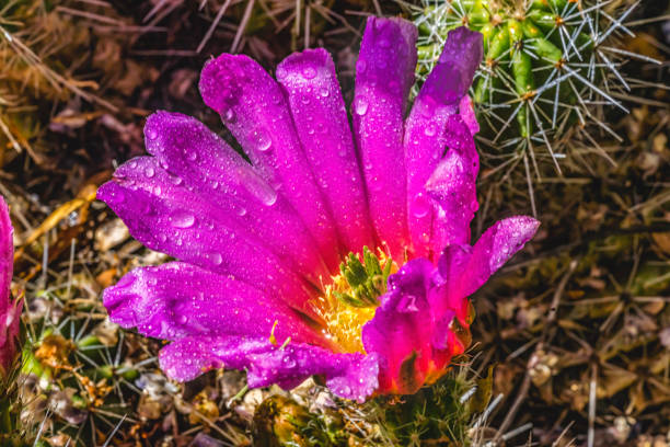 flor rosa echinocereus erizo cactus - cactus hedgehog cactus close up macro fotografías e imágenes de stock