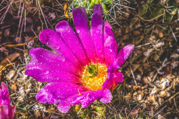 flores rosadas echinocereus erizo cactus - cactus hedgehog cactus close up macro fotografías e imágenes de stock