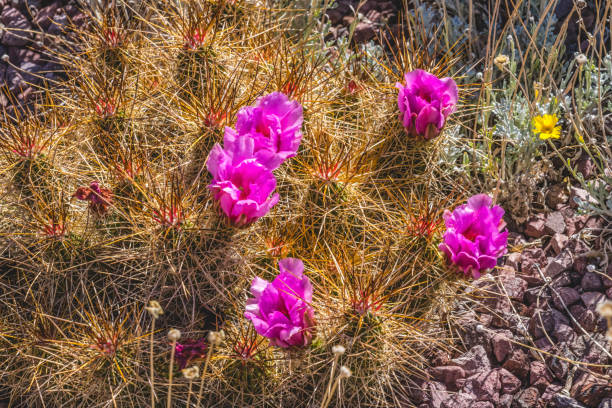 flores rosadas echinocereus erizo cactus - cactus hedgehog cactus close up macro fotografías e imágenes de stock