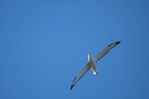 Royal Albatross with a three-meter wingspan gliding effortlessly and silently over Dunedin colony in New Zealand