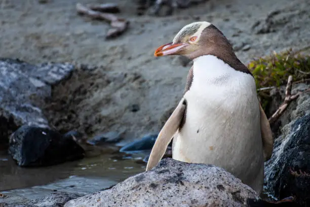 Yellow-eyed penguins are island endemic and are found in the southern regions of New Zealand.