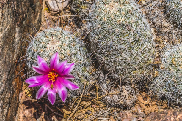 Pink Blossom Graham's Nipple Pincushion Nipple  Cactus Blooming Macro Mammillaria grahamii Desert Botanical Garden Phoenix Arizona