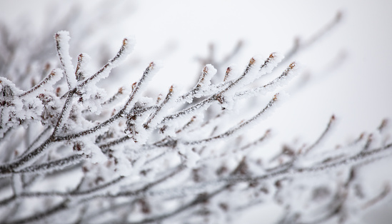 Close up of bare tree branches frozen with snow and ice on a snowy winter mountain top.