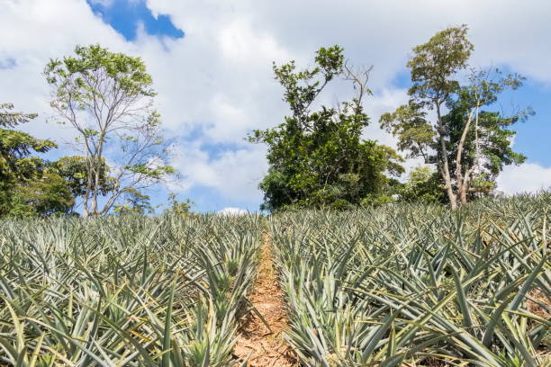istock pineapple cultivation in Lebrija, Santander 1370049466
