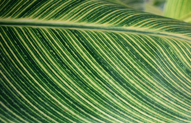 Beautiful tropical leaf close up stock photo
