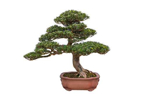 Rohan pine bonsai on white background.