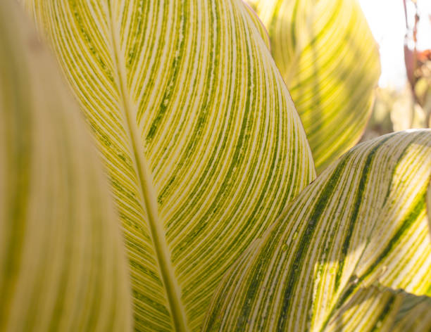 Tropical leaves stock photo