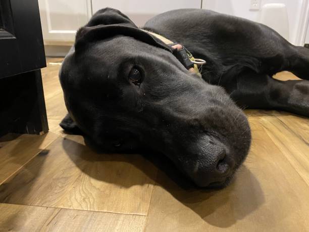 istock Black Dog laying on Wood Floor 1370052627