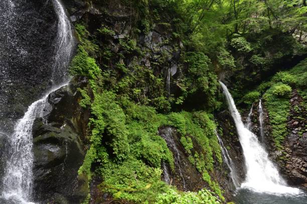 緑の森の美しい滝 - water beauty in nature waterfall nikko ストックフォトと画像