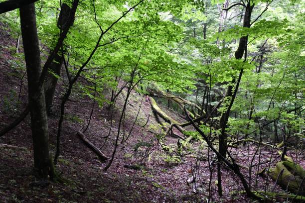istock Beautiful waterfall in a green forest 1370053256