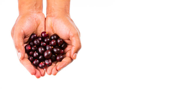 istock Fresh acai berries in hands - Euterpe oleracea 1370054217