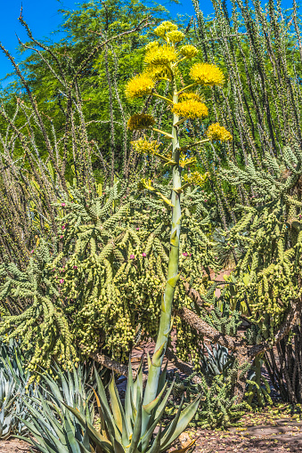 Yellow Flowering Tall Century Plant American Maguey Aloe Blooming Cholla Cane Cactus Desert Botanical Garden Phoenix Arizona Agave Americana Native to US and Mexico