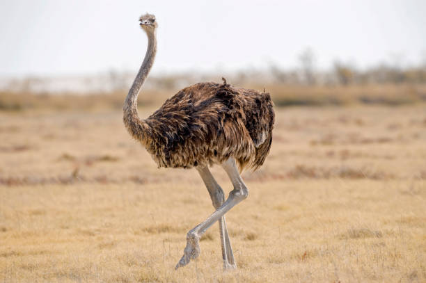 avestruz en el parque nacional de etosha. - avestruz fotografías e imágenes de stock