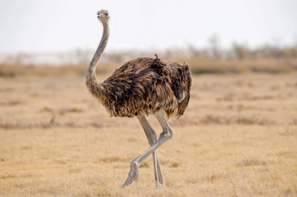 autruche dans le parc national d’etosha. - parc national detosha photos et images de collection