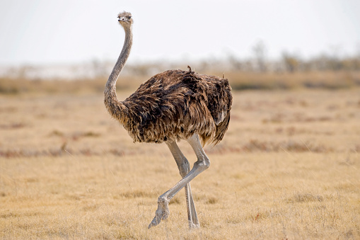 Ostrich in Etosha National Park Namibia, Africa.