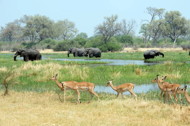 Elephants and impala graze. stock photo