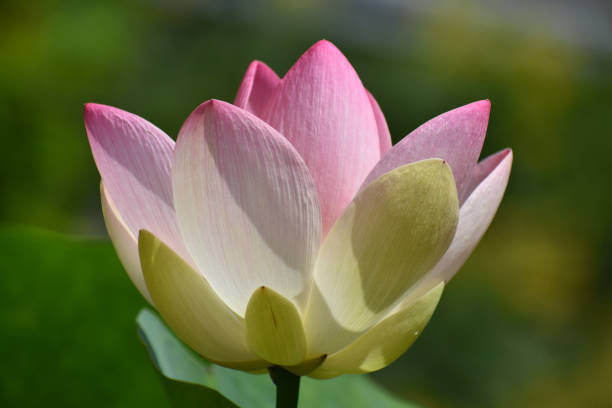 istock Switzerland Flowers 1370057353